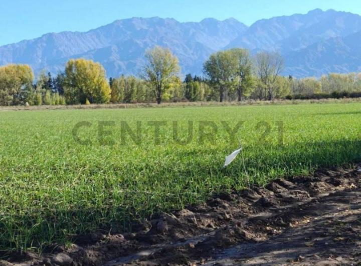 Campo · 7m²