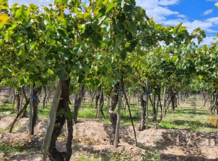 Campo · 640000m²