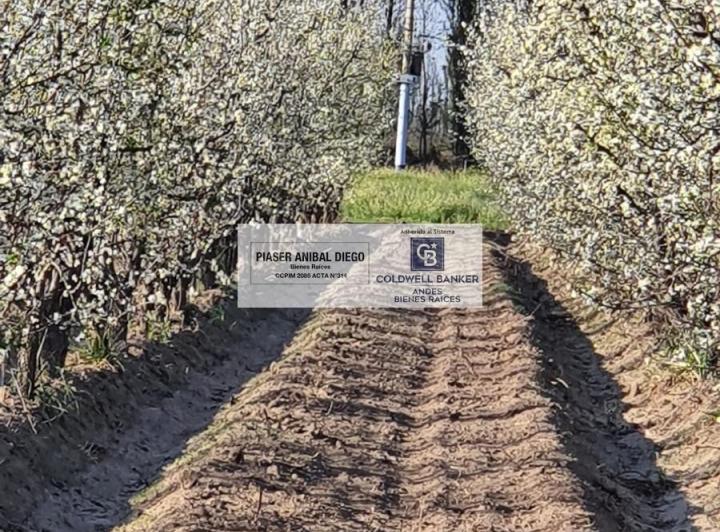 Campo · 195m² · 3 Ambientes