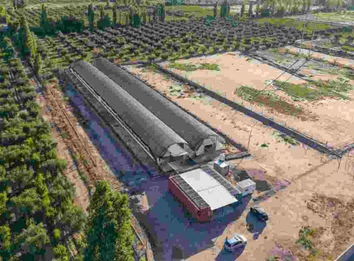 Campo · 2000ha