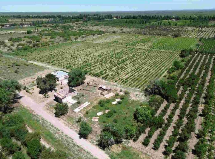 Campo · 60000ha