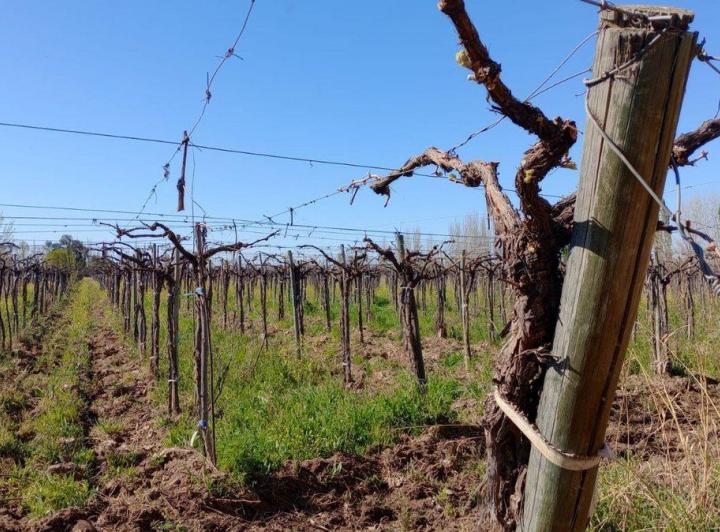 Campo · 50ha
