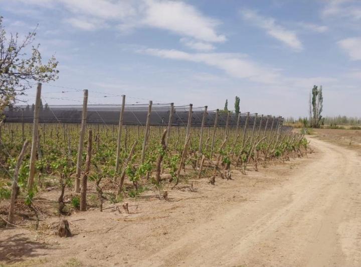 Campo · 4m²
