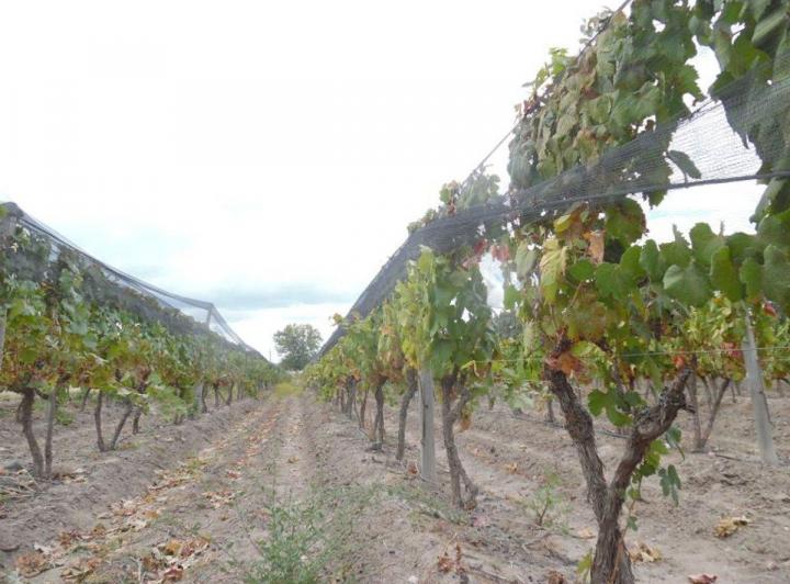 Campo · 25ha