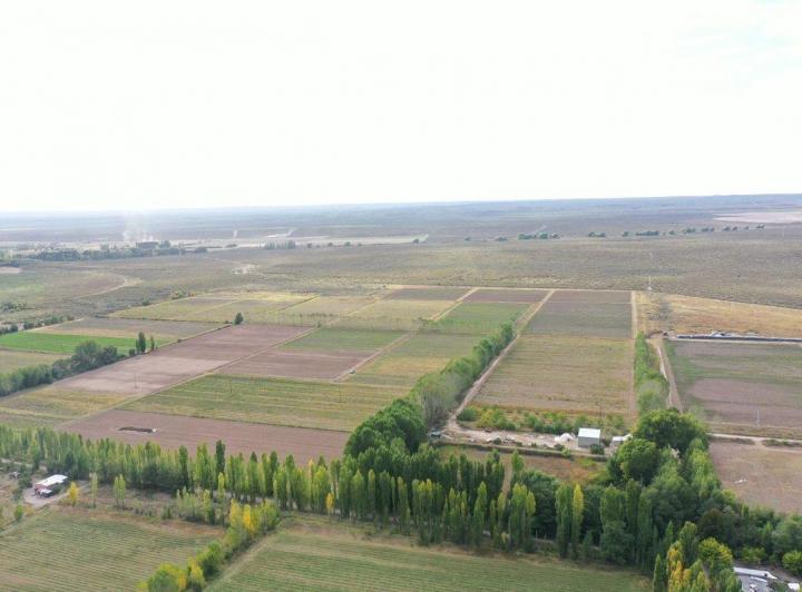 Campo · 200ha