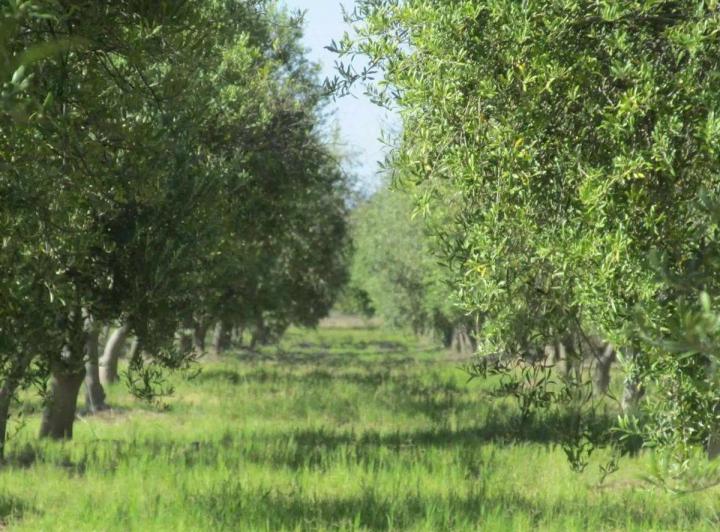 Campo · 22ha