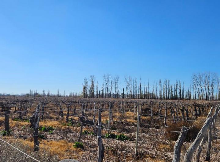 Campo · 53ha