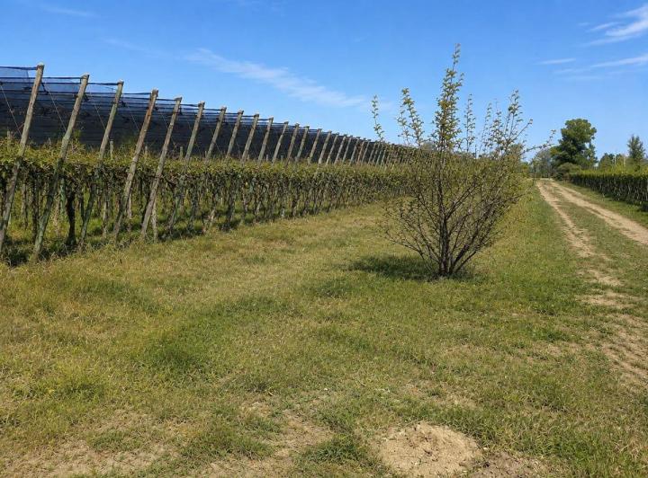 Campo · 45m²