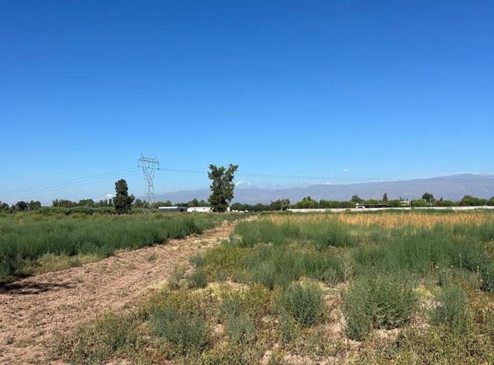 Campo · 8ha
