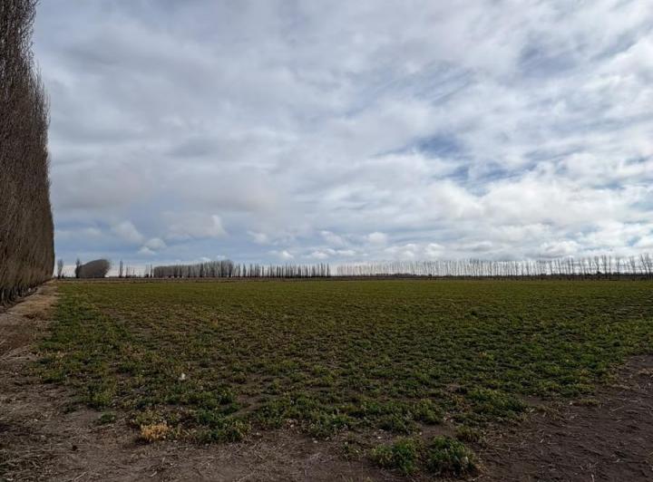 Campo