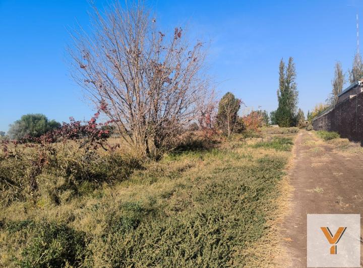 Campo · 80000m²