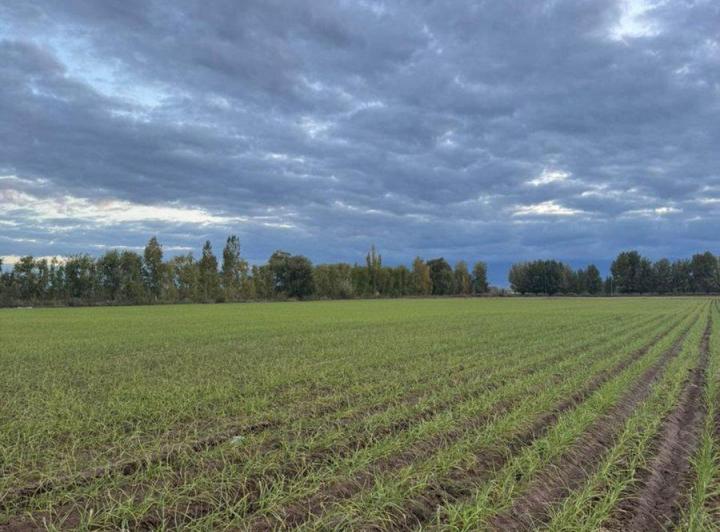 Campo · 142ha