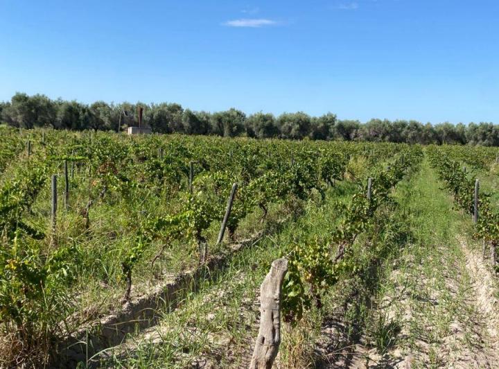 Terreno · 38m²