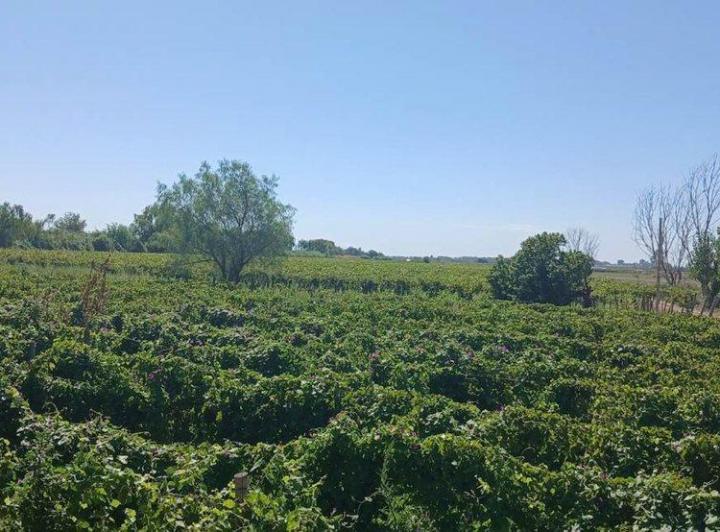 Campo · 60ha