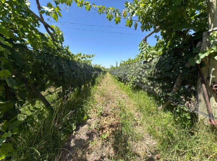 Campo · 32000m² · 5 Ambientes