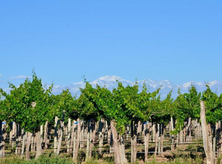 Campo · 240ha