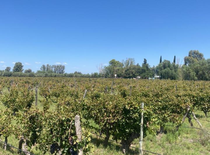 Campo · 40ha