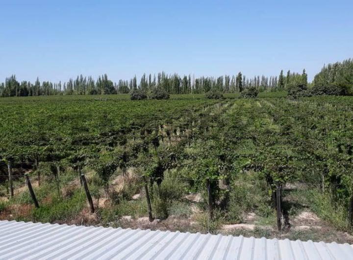 Campo · 50m²