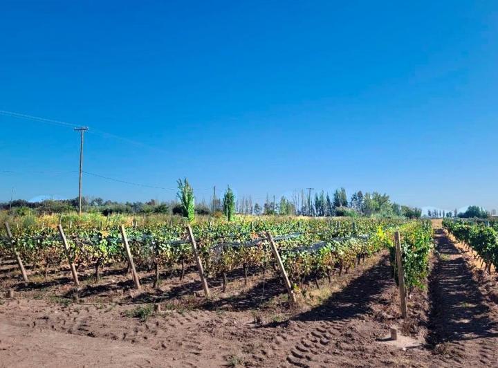 Campo · 8ha
