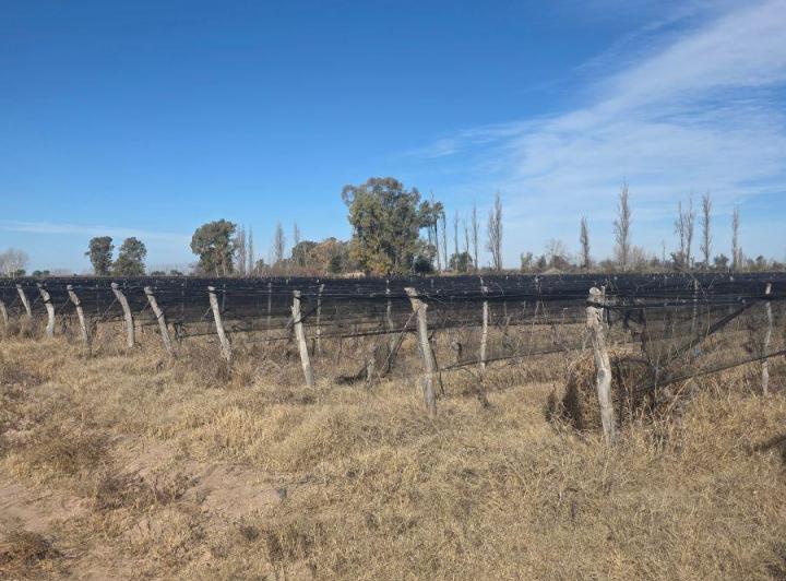 Campo · 13ha