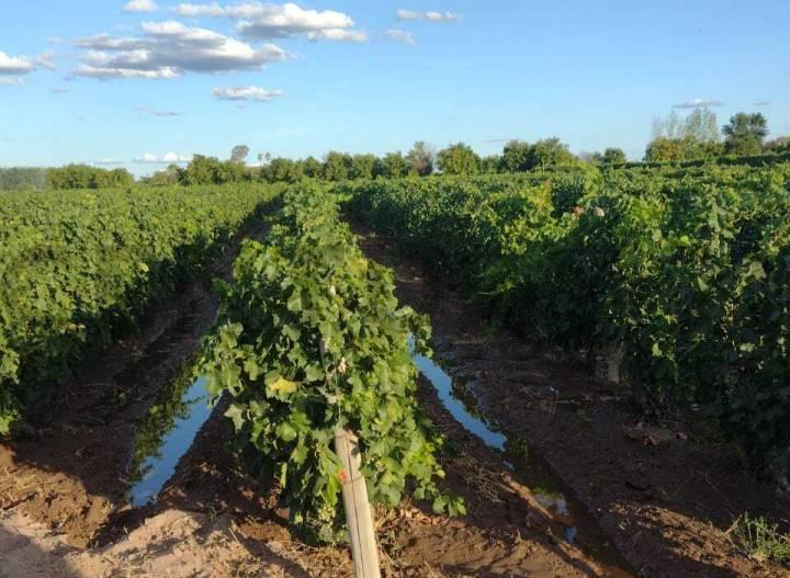 Campo · 150m²