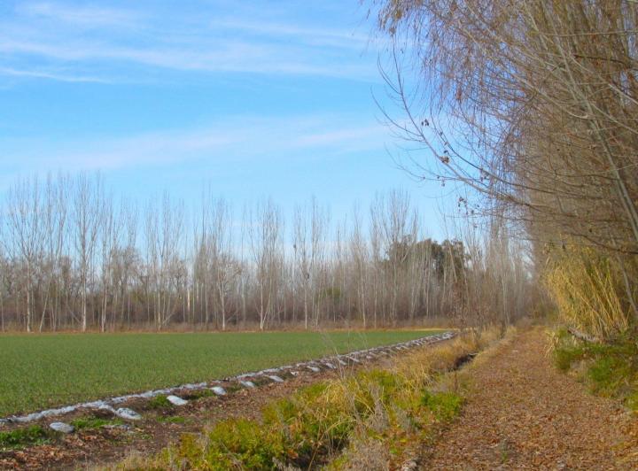 Campo · 17ha