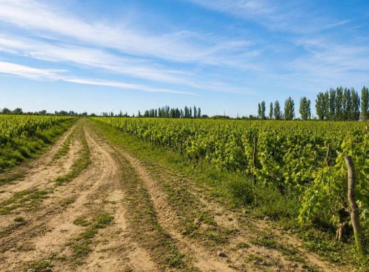 Campo · 9ha