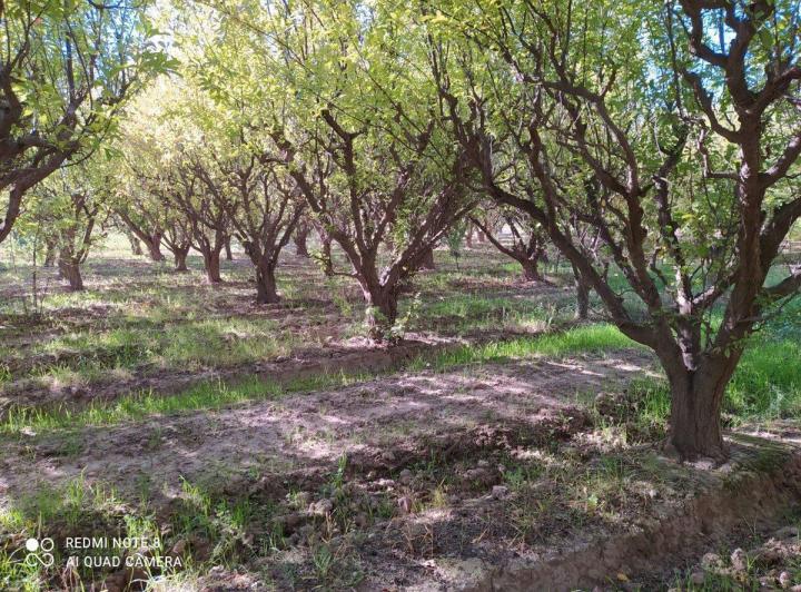 Campo · 11ha