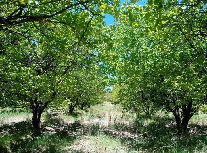 Campo · 1m²