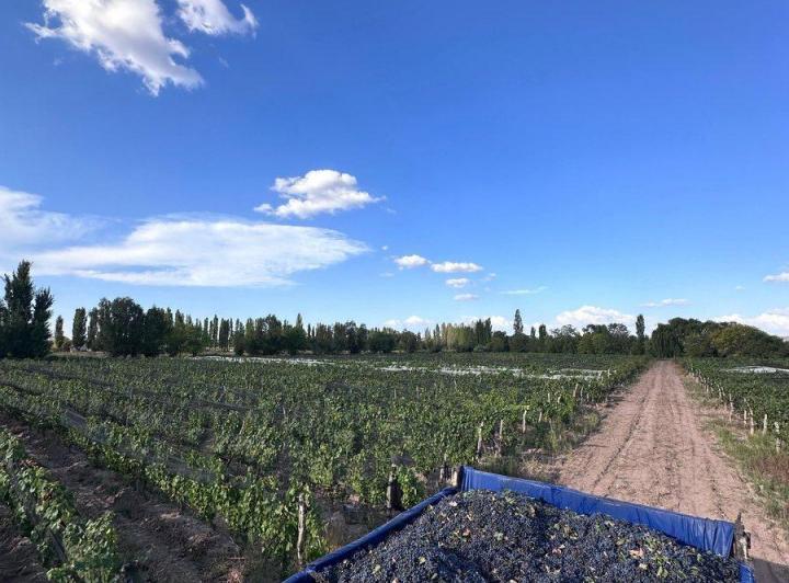Campo · 5ha