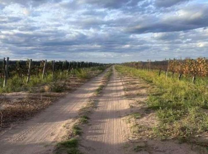 Campo · 25ha