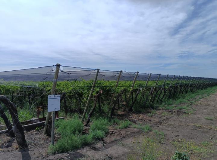 Campo · 100ha