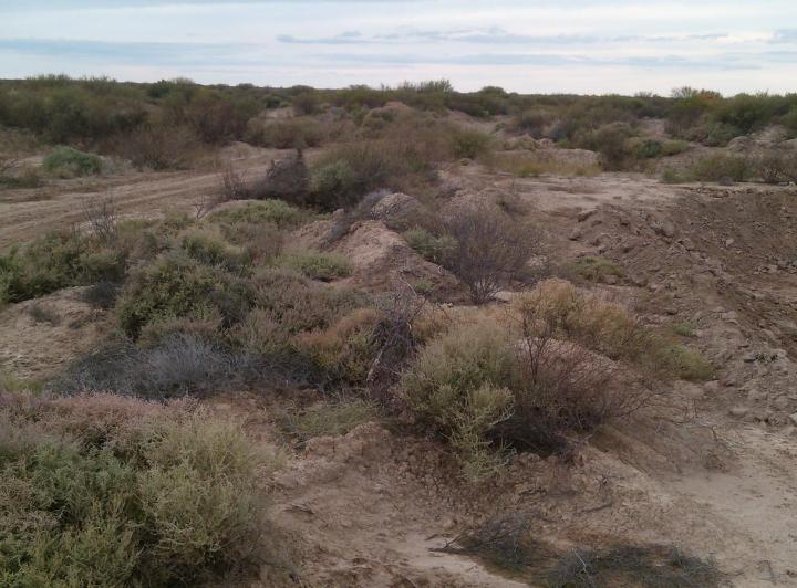 Campo · 1471ha