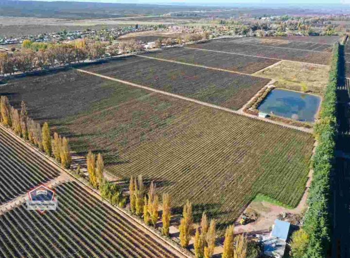 Campo · 33ha
