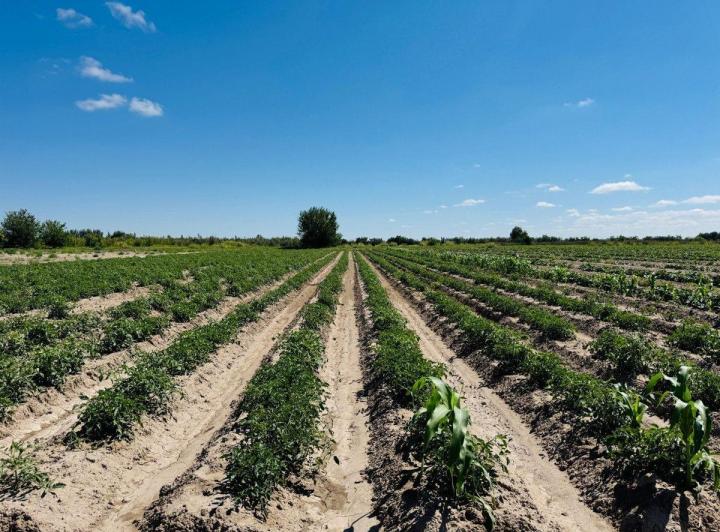 Campo · 48ha