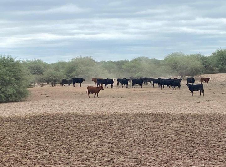 Campo · 6056ha