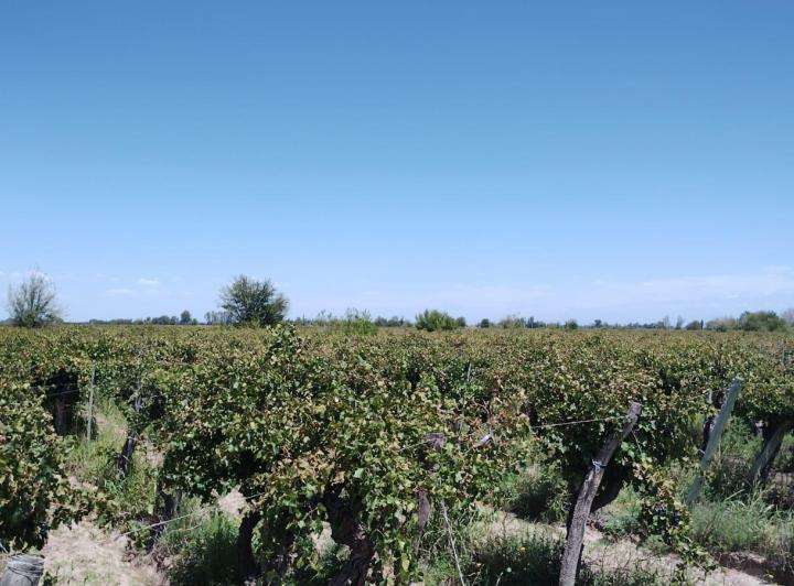 Campo · 25ha