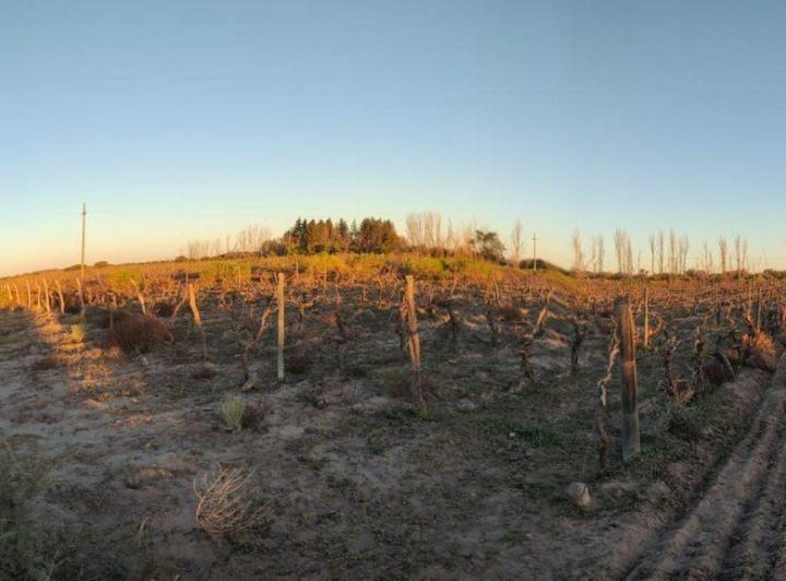 Campo · 75ha
