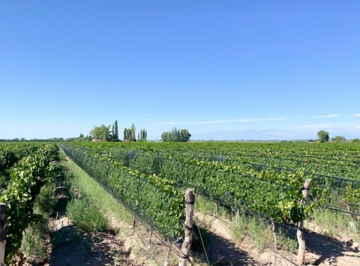 Campo · 51000m²