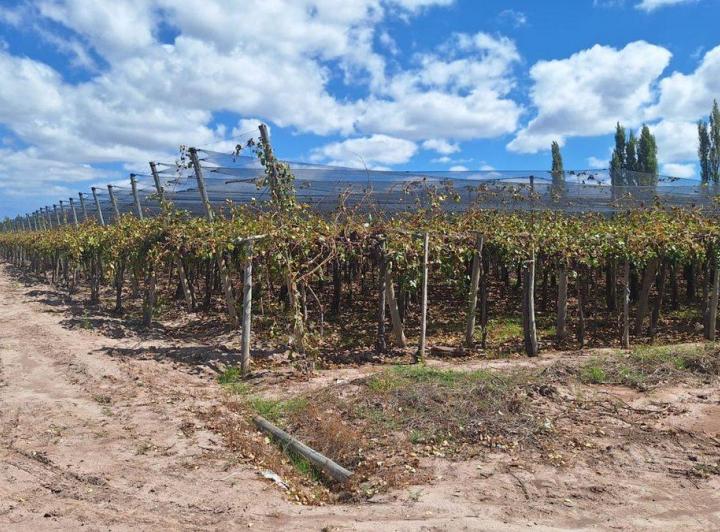Campo · 200ha