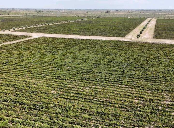 Campo · 595ha