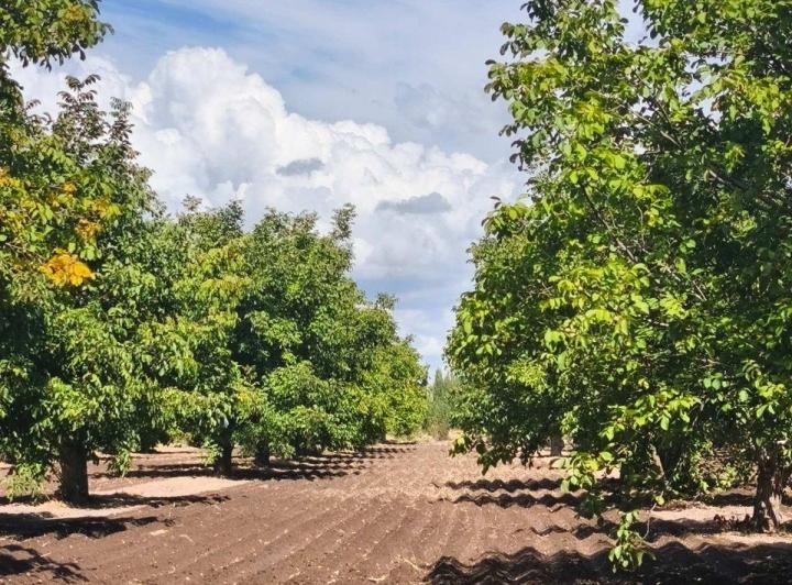 Campo · 100ha