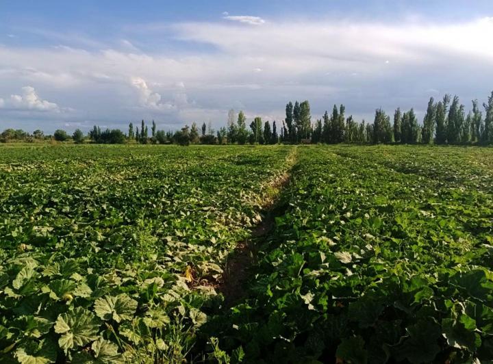 Campo · 8ha