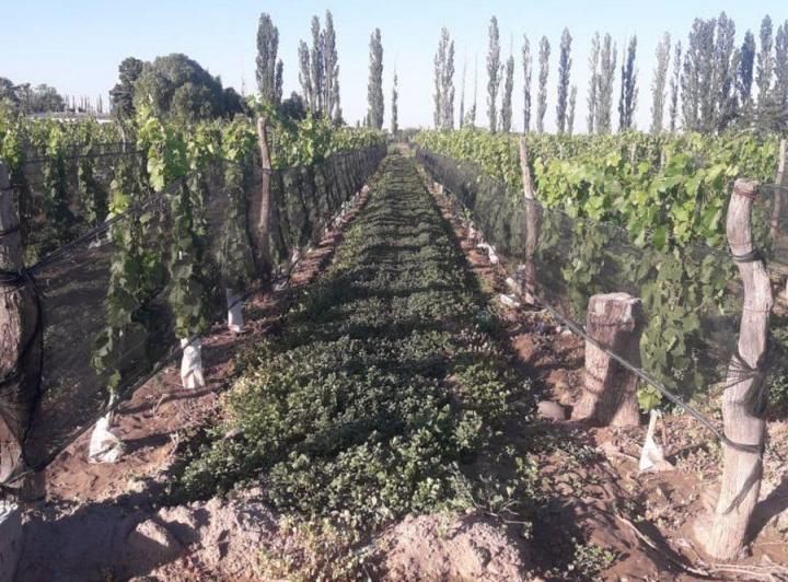 Campo · 45ha