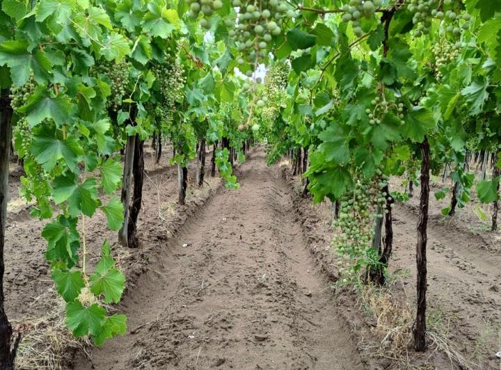 Campo · 7ha