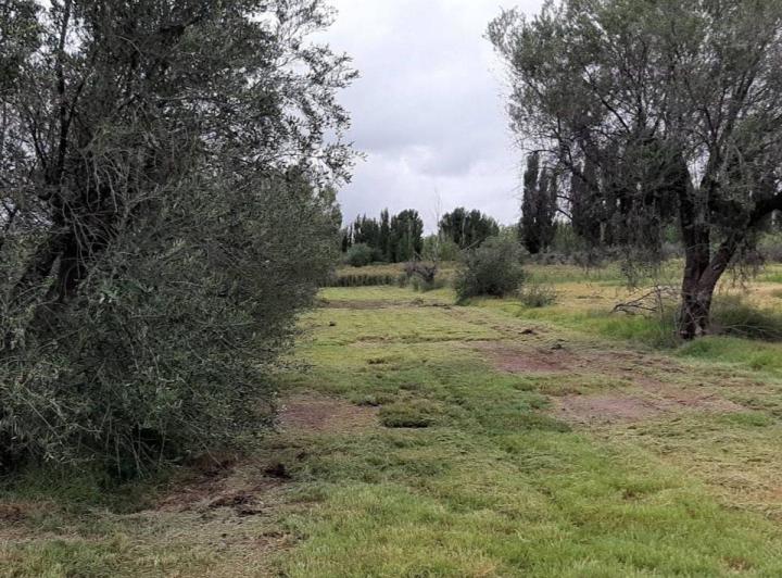 Campo · 5ha