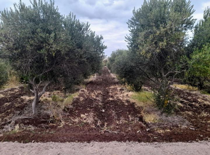 Campo · 6ha
