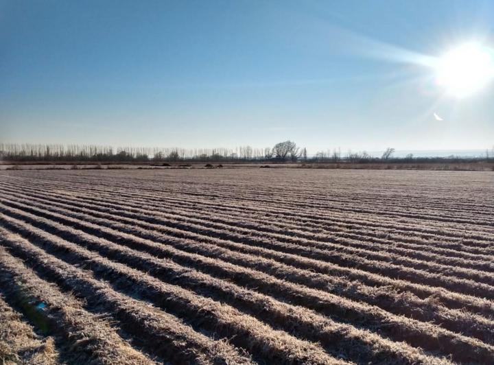Campo · 11ha