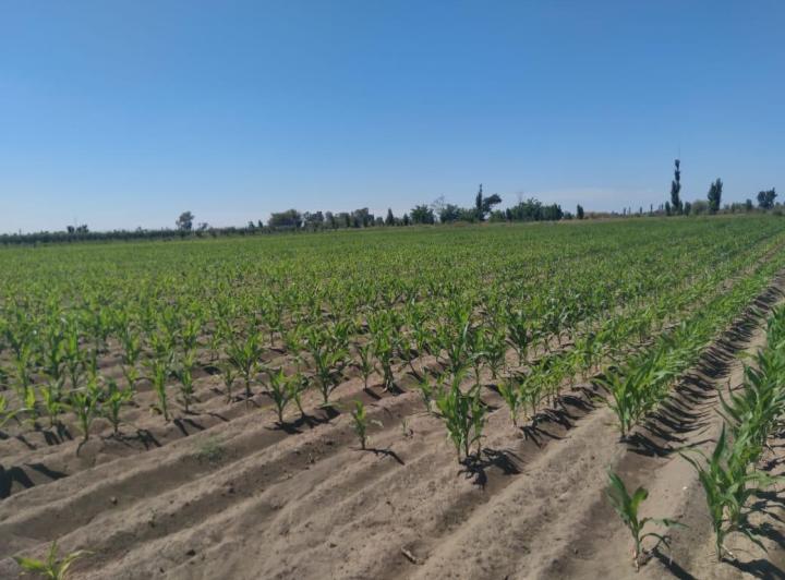 Campo · 1000000ha · 3 Dormitorios