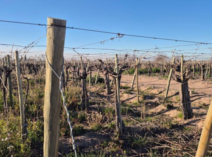 Campo · 24ha